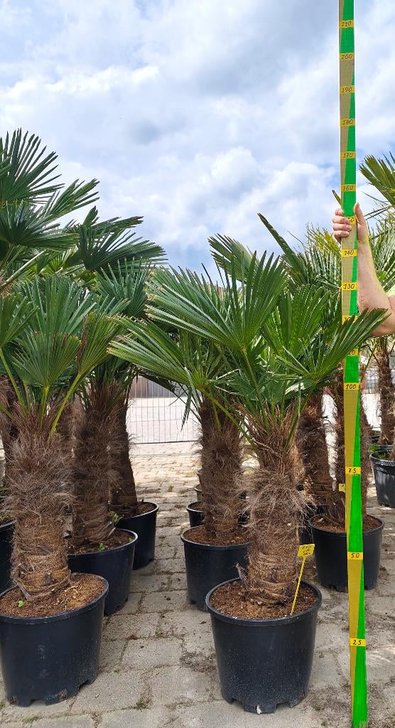 Trachycarpus Wagnerianus palm, Tuin en Terras, Ophalen