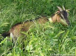 Geit ter beschikking voor begrazing, Geit