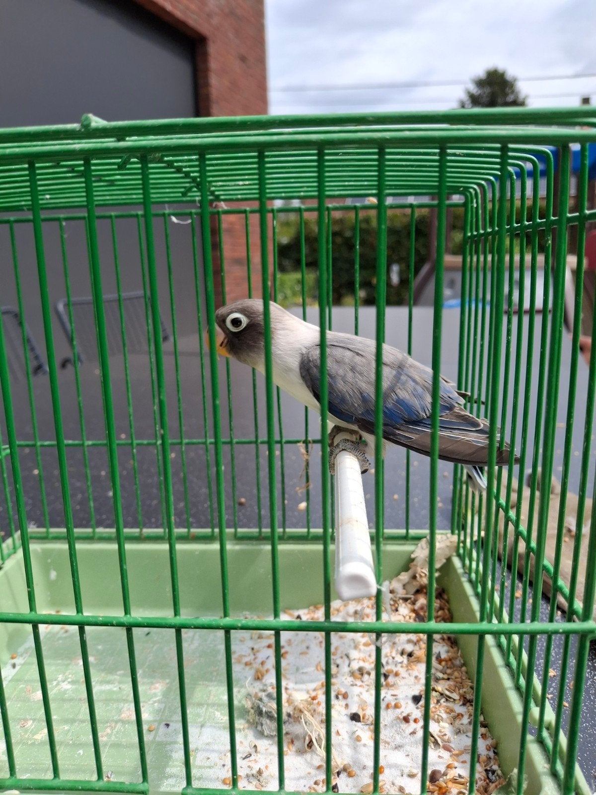 agapornis personata, Femelle, Perroquet nain ou Inséparable, Bagué
