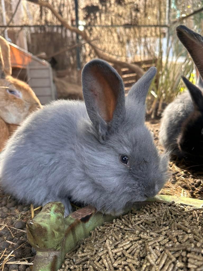 Jonge konijnen, Dieren en Toebehoren, Konijnen, Middelgroot