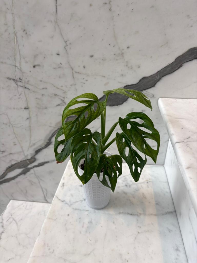 Monstera Adansonii Variegata (mint), Enlèvement ou Envoi