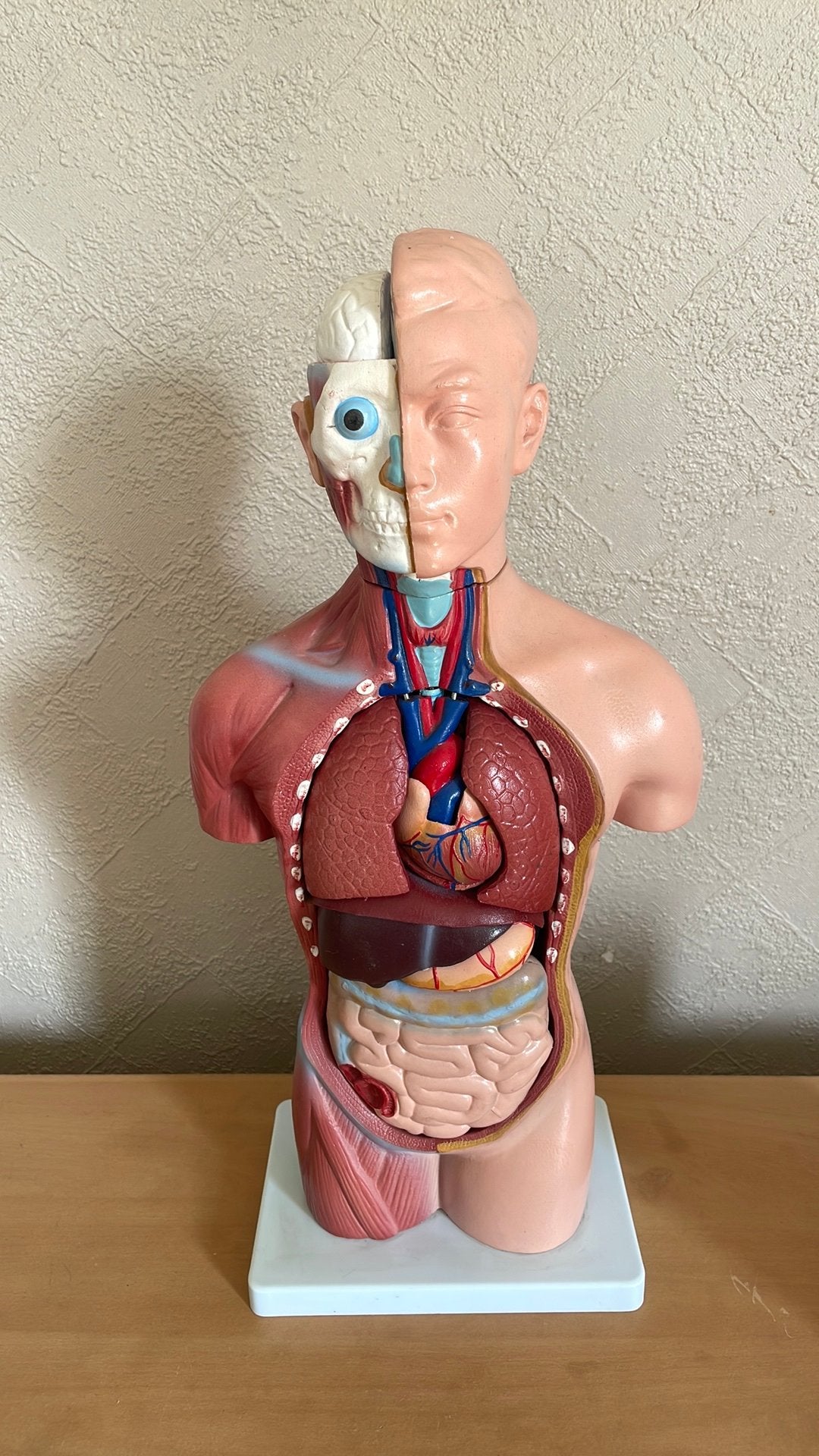 Anatomisch model, Diversen, Schoolbenodigdheden, Ophalen of Verzenden, Zo goed als nieuw