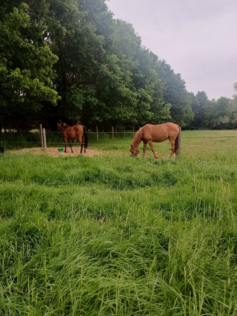 Prachtige, zeer lieve Arabische merrie, Dieren en Toebehoren, Merrie, Minder dan 160 cm, 11 jaar of ouder, Met stamboom
