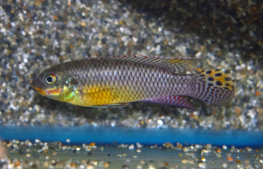 pelviachromis idenau
