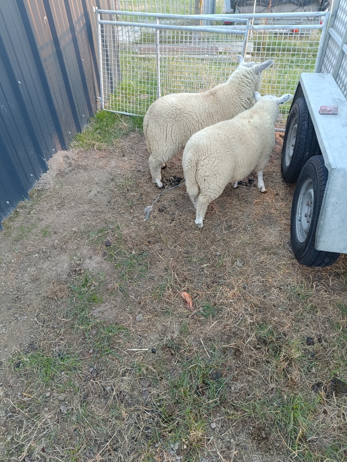 schapen bokken