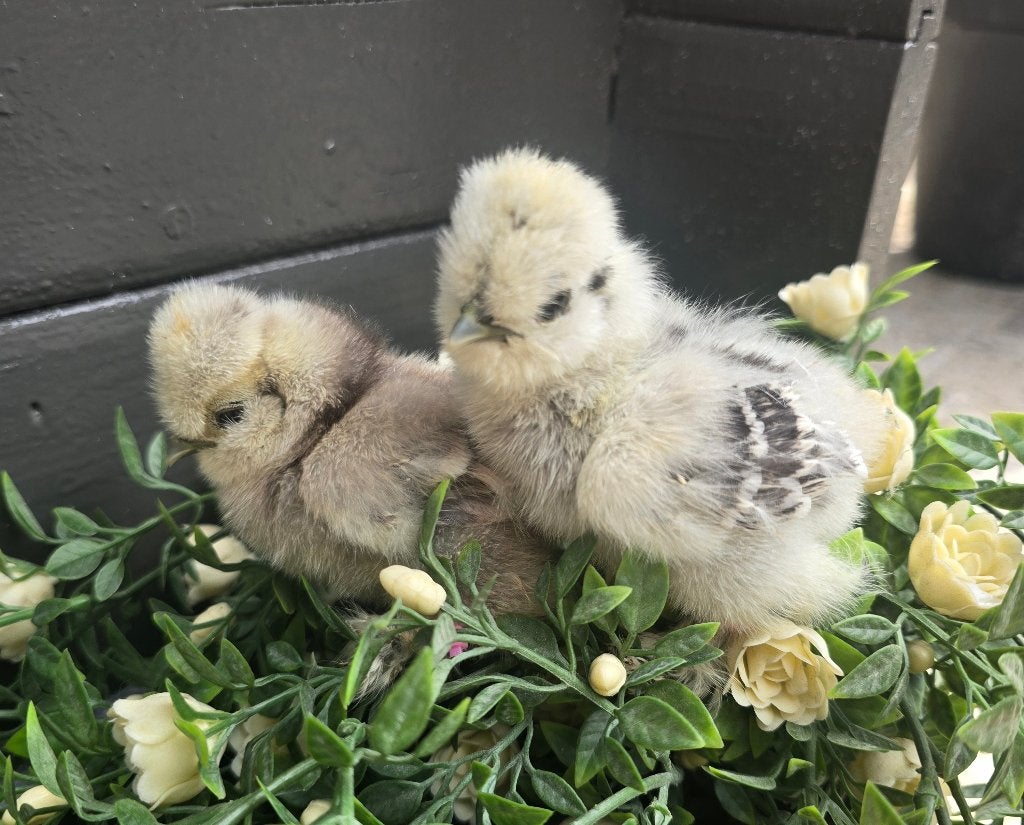 USA zijdehoen kuikens, Sexe inconnu, Poule ou poulet