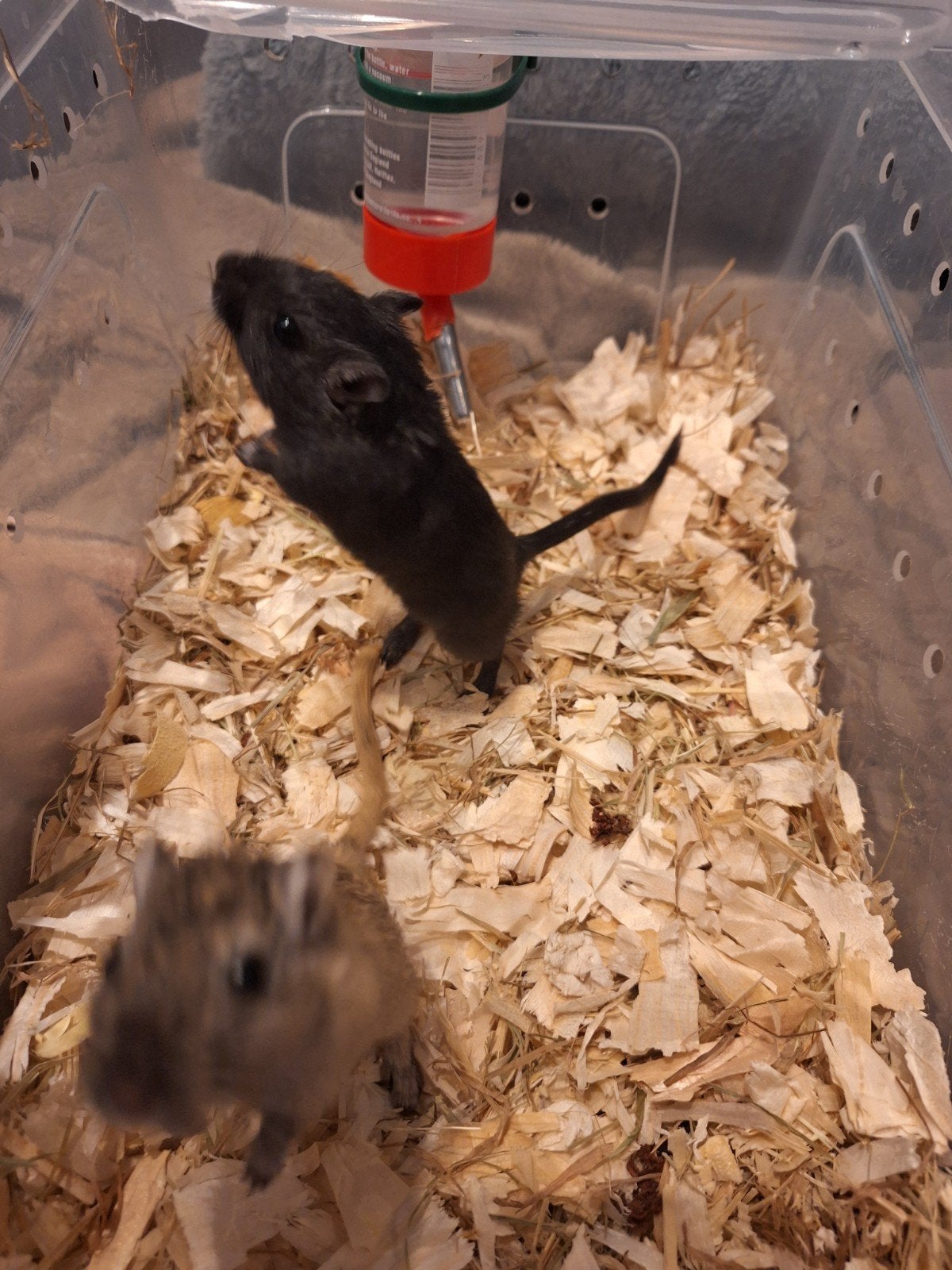 2 gerbil broertjes, Dieren en Toebehoren, Juli