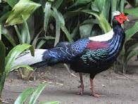 swinhoefazant, Dieren en Toebehoren, Meerdere dieren, Tropenvogel, Geringd