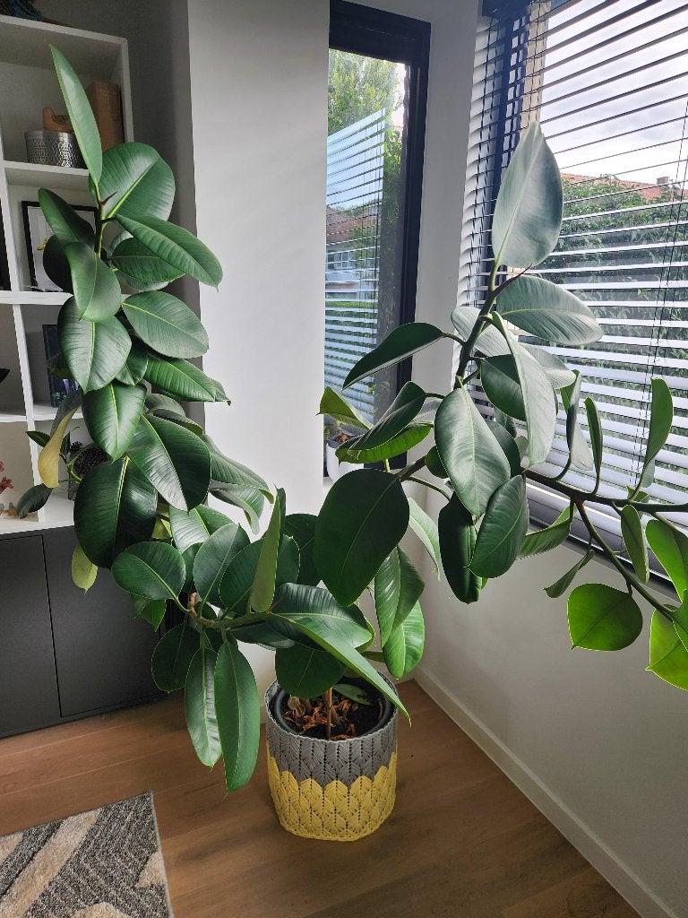 Grote Ficus elastica / rubberplant, Ophalen, Ficus