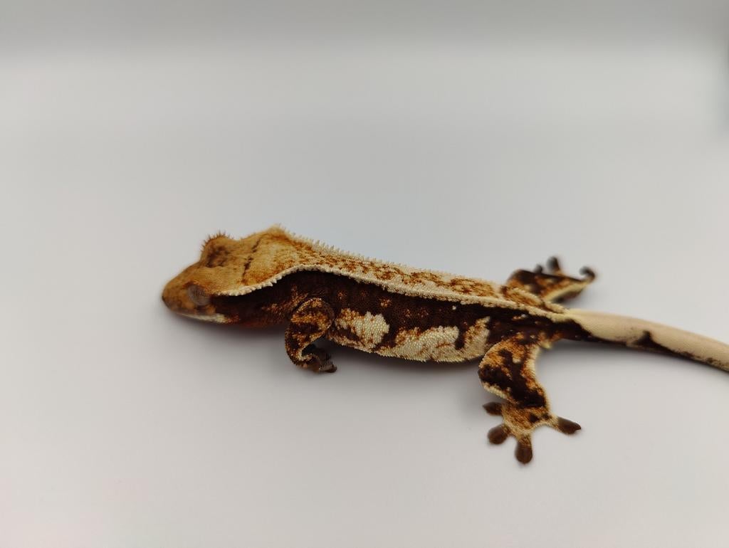 Wimpergekko pinstripe white wall vrouw, Dieren en Toebehoren