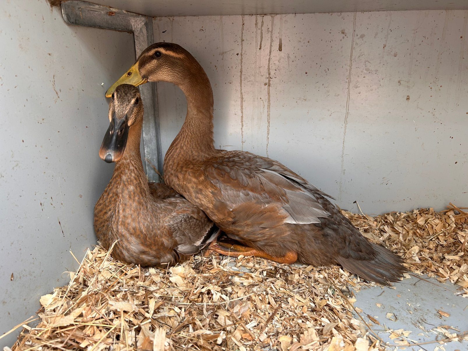 2 koppels eenden, Animaux & Accessoires, Volatiles, Plusieurs animaux, Canard