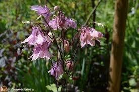 20 zaden roze Akelei - Aquilegia vulgaris, Verzenden, Zaad