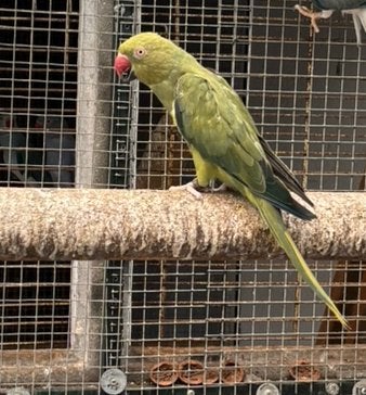 Halsbandparkieten, Animaux & Accessoires, Oiseaux | Perruches & Perroquets, Bagué