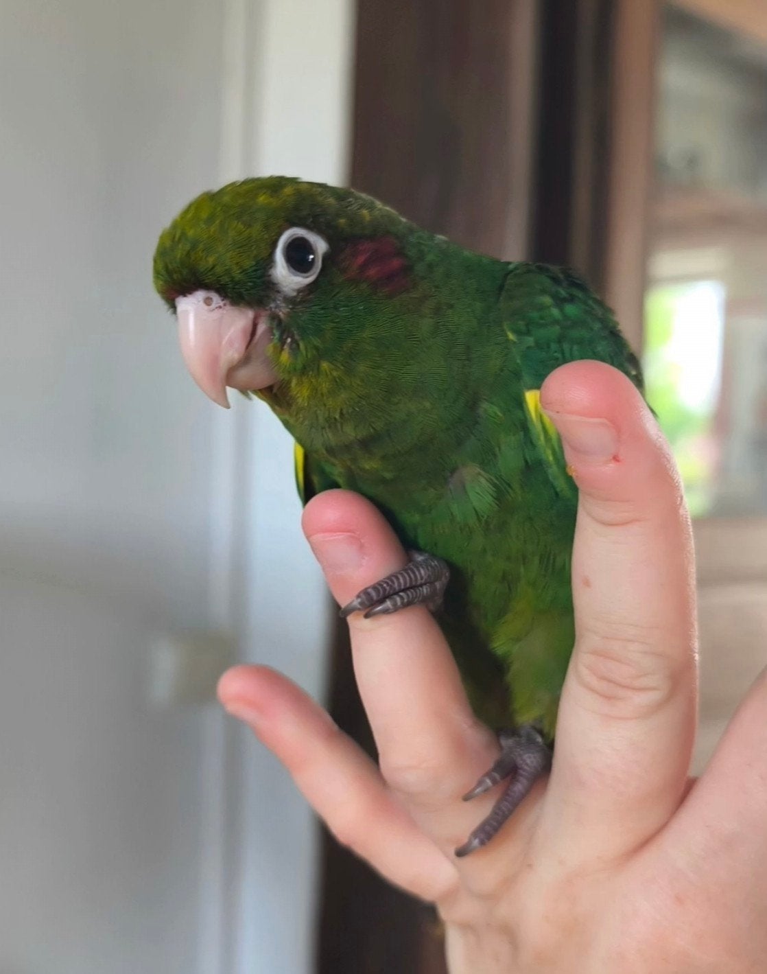 Conure de Hoffmann EAM Tam, Mâle, Bagué