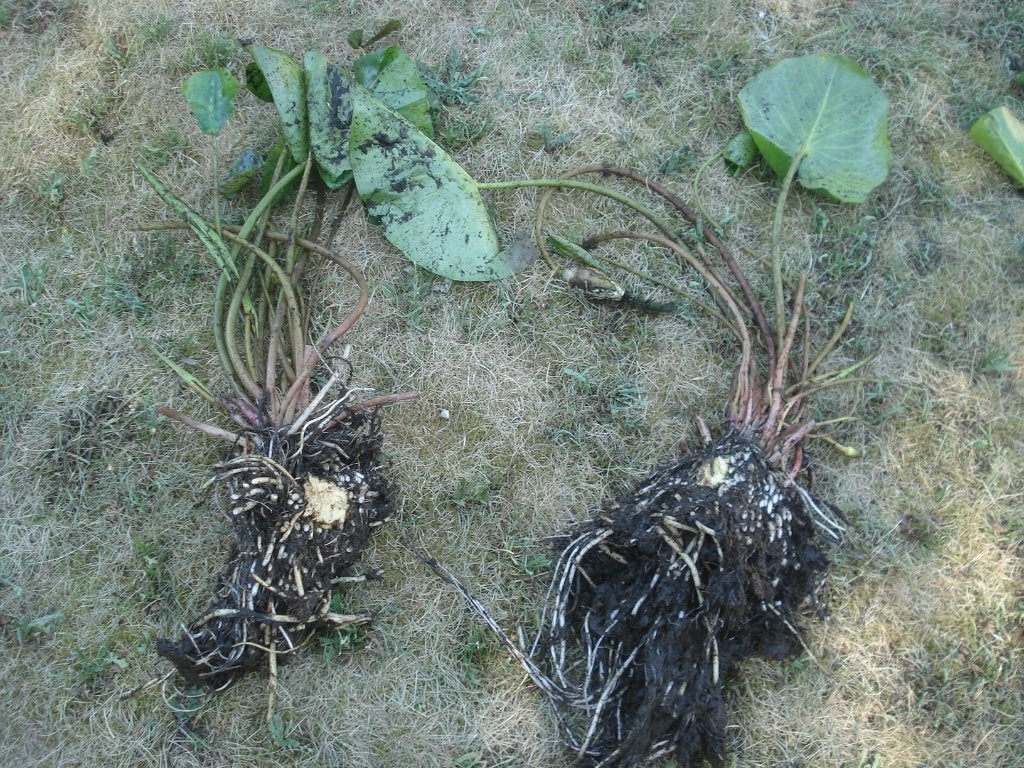 witte waterlelies , 2 stuks (Nymphaea alba), Enlèvement