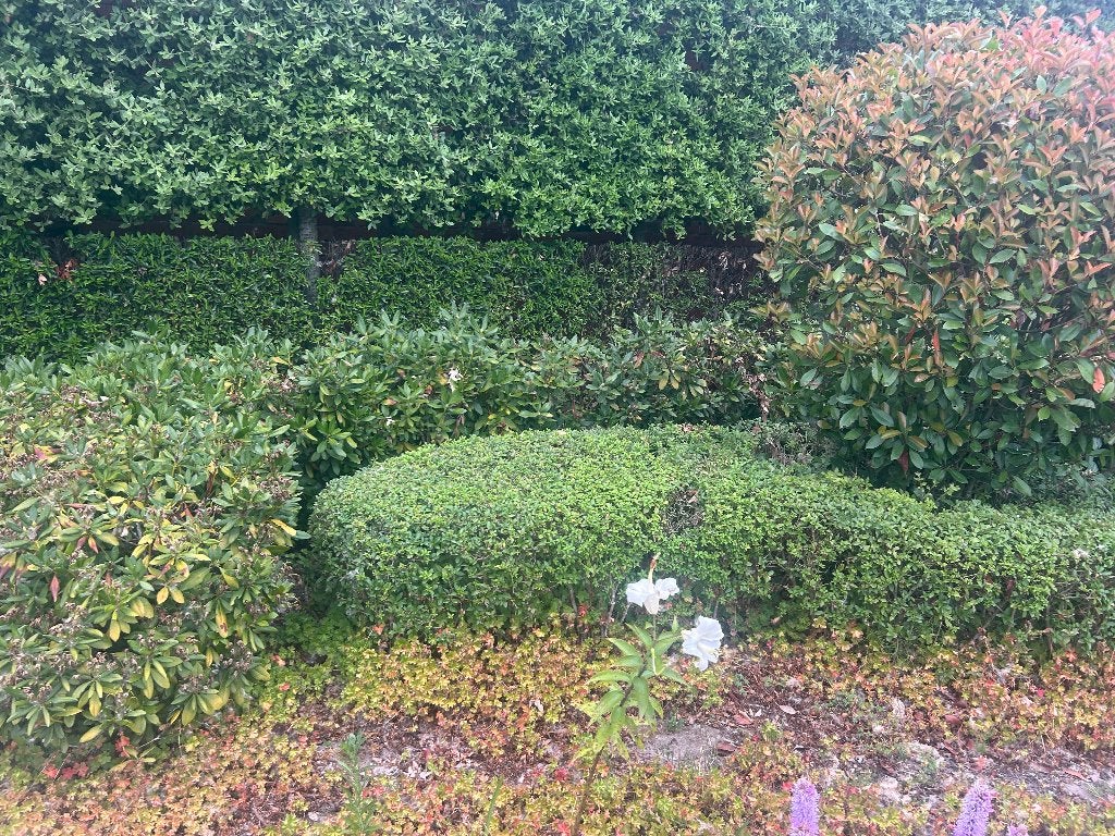 Rododendron Wit, Tuin en Terras, Ophalen, Rhododendron, Struik, 100 tot 250 cm