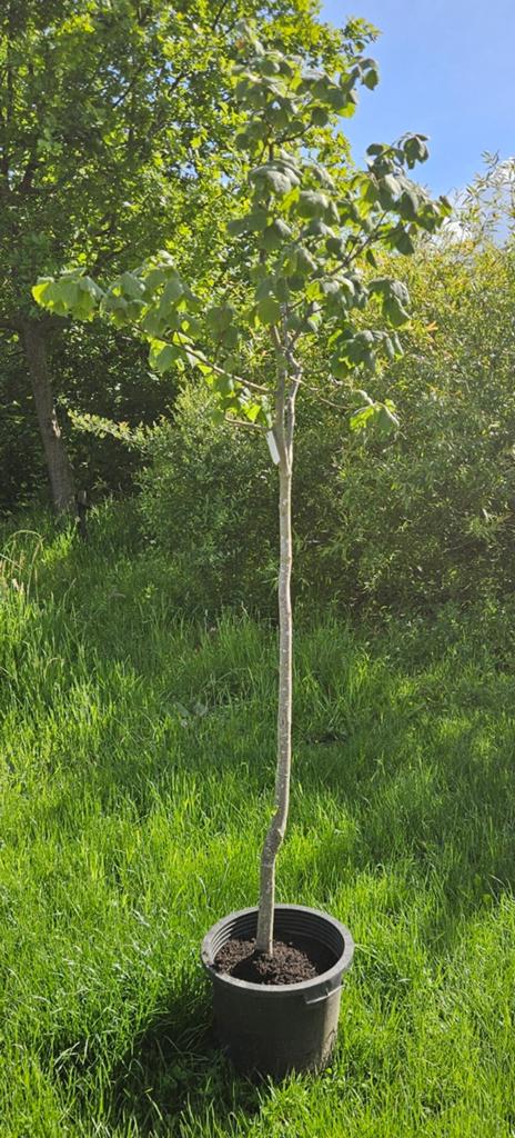 Zomerlinde in pot, Ophalen, In pot