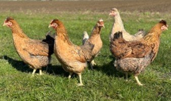 Poules pondeuses et poulets d'ornement - 0472-51.09.71 -A21h, Poule ou poulet