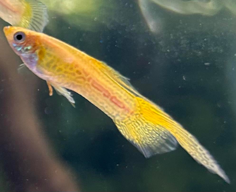 Cobra swordtail blond guppy, Dieren en Toebehoren, Vis, Zoetwatervis, Schoolvis