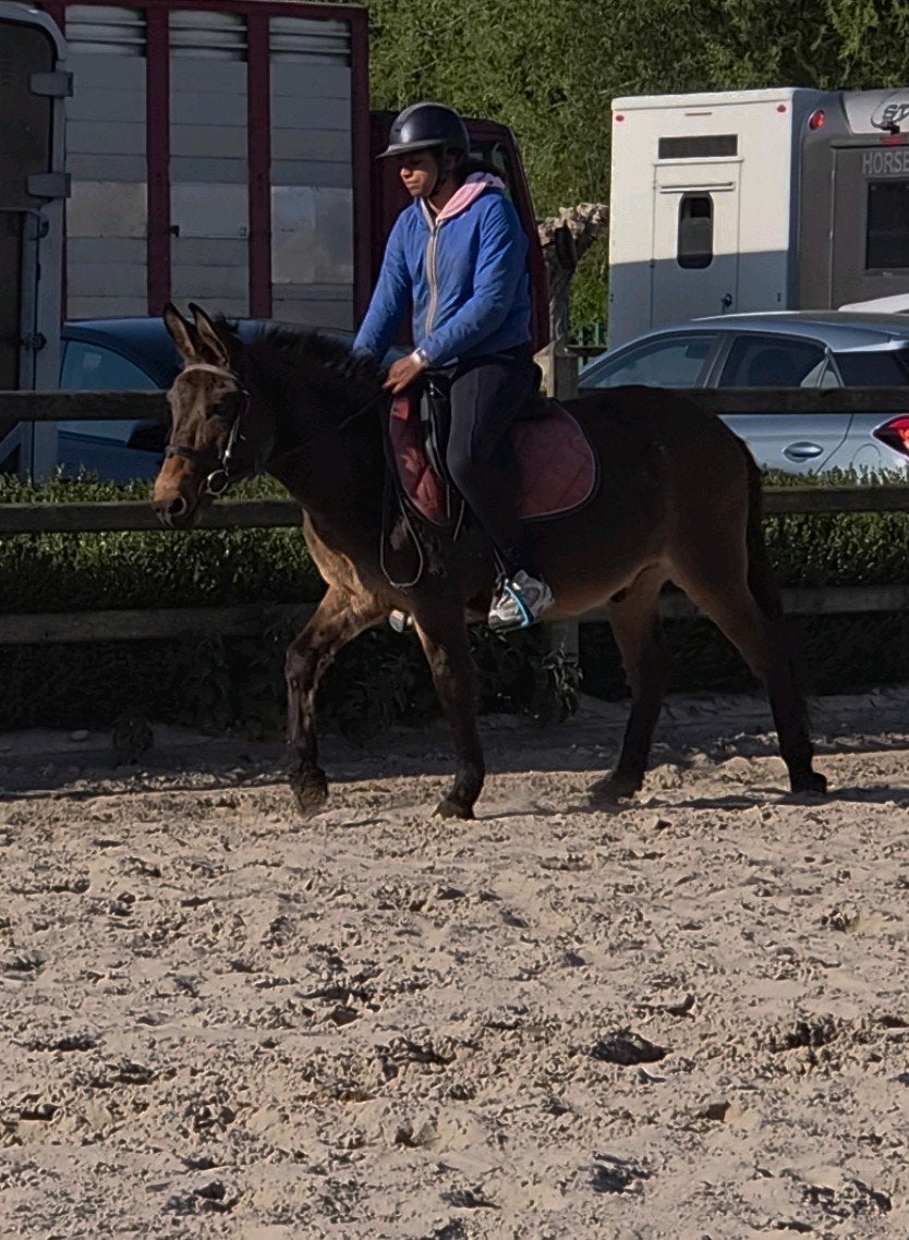 Bereden muilezeltje, 11 ans ou plus, Hongre, Moins de 160 cm, Avec puce électronique