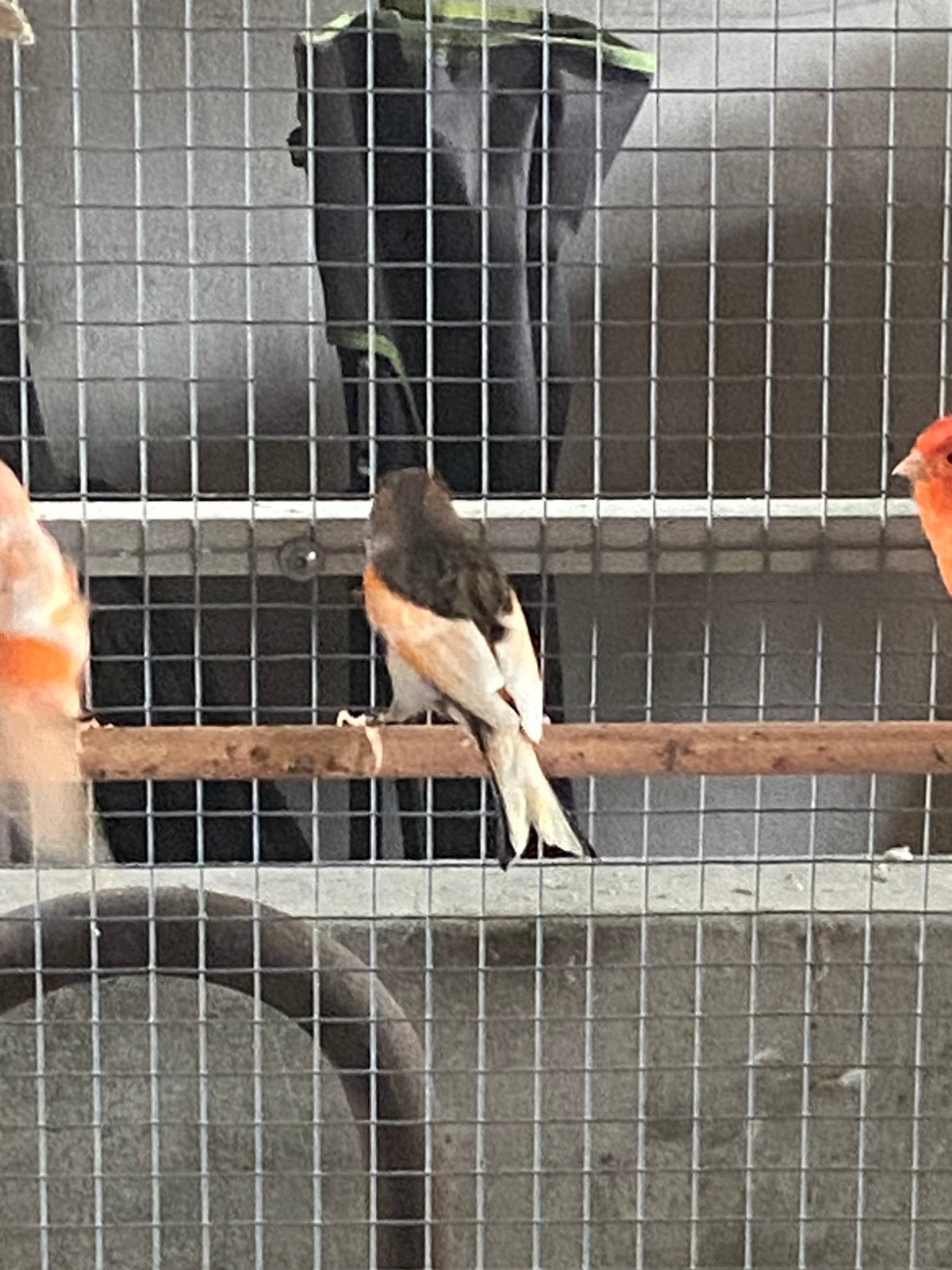 Harlekijn mannen en poppen