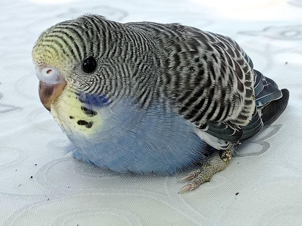 jonge parkiet, Perruche