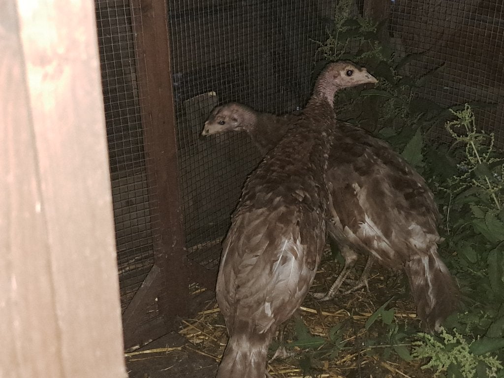 Kalkoenen, Dieren en Toebehoren
