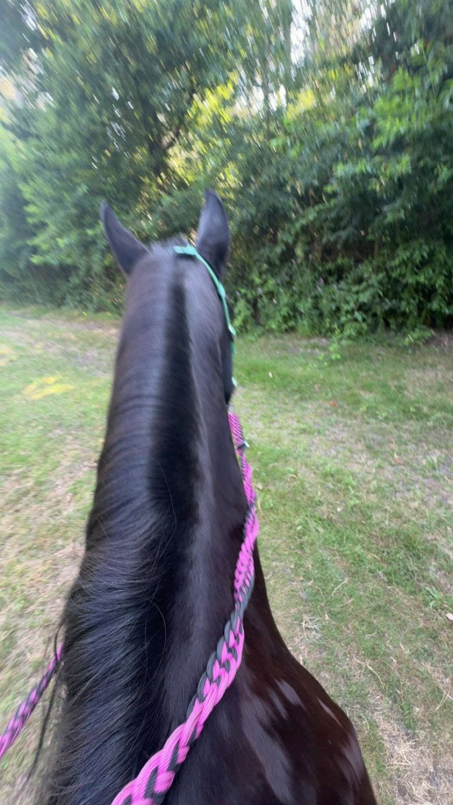 Spring zadel gezocht!, Dieren en Toebehoren, Paarden en Pony's | Zadels, Ophalen