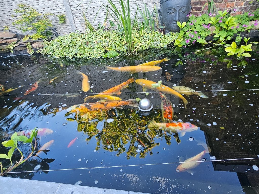 Lots de koi, Enlèvement