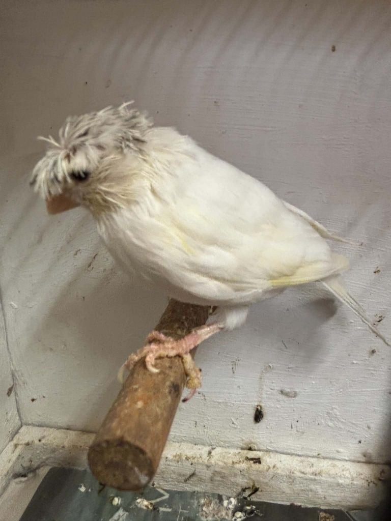mooie kanarie (man), Dieren en Toebehoren