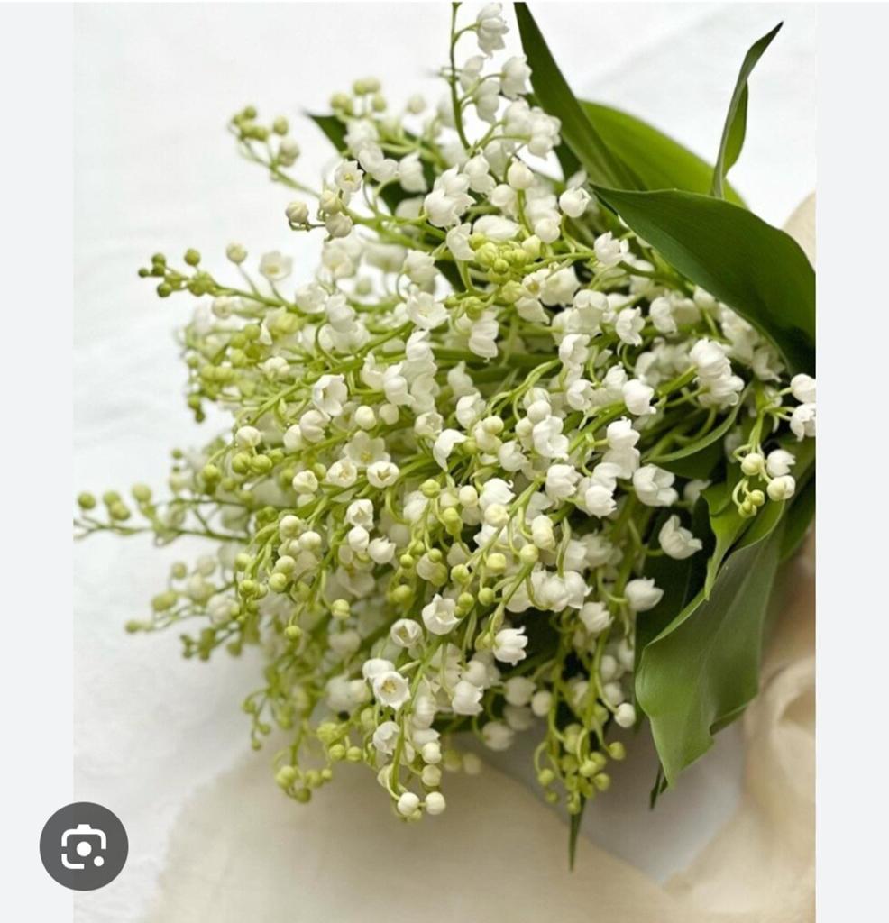 Très belles plantes Maybells (chacune pour 1 euro), Jardin & Terrasse, Enlèvement