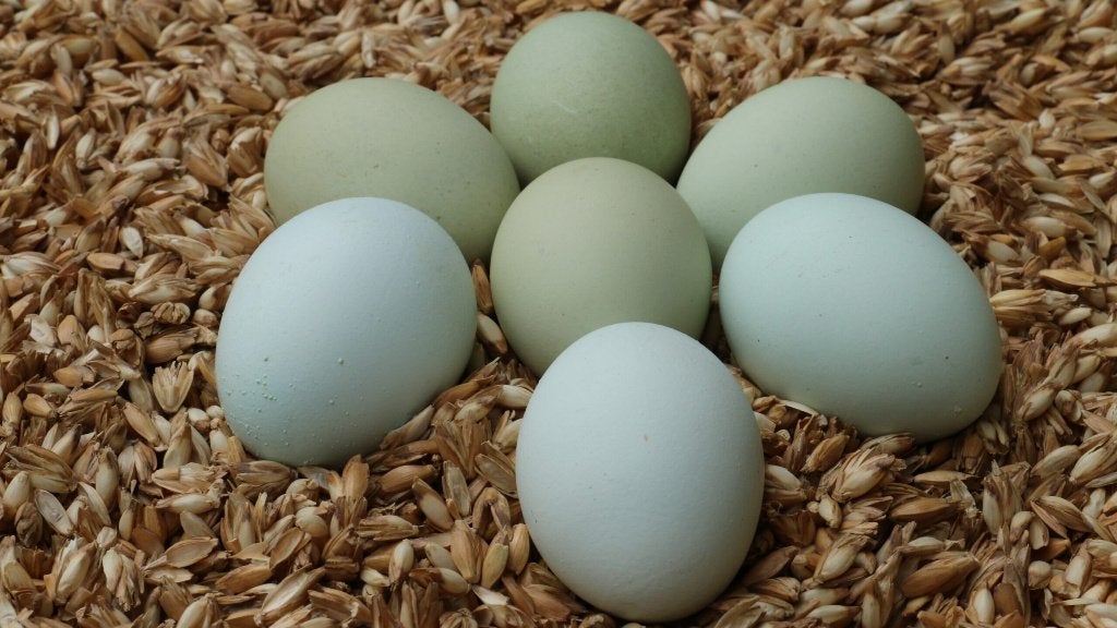 marans & cream legbar ACTION 5 pour 100 euros, Animaux & Accessoires, Volatiles, Femelle, Poule ou poulet