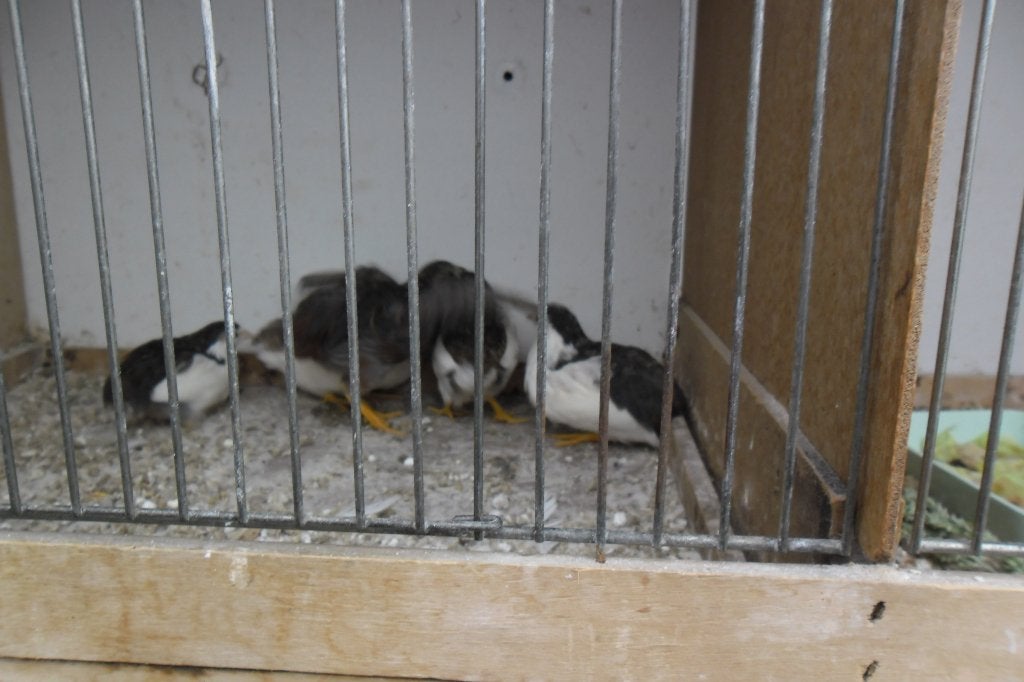 Trio CHINESE dwerg kwarteltjes