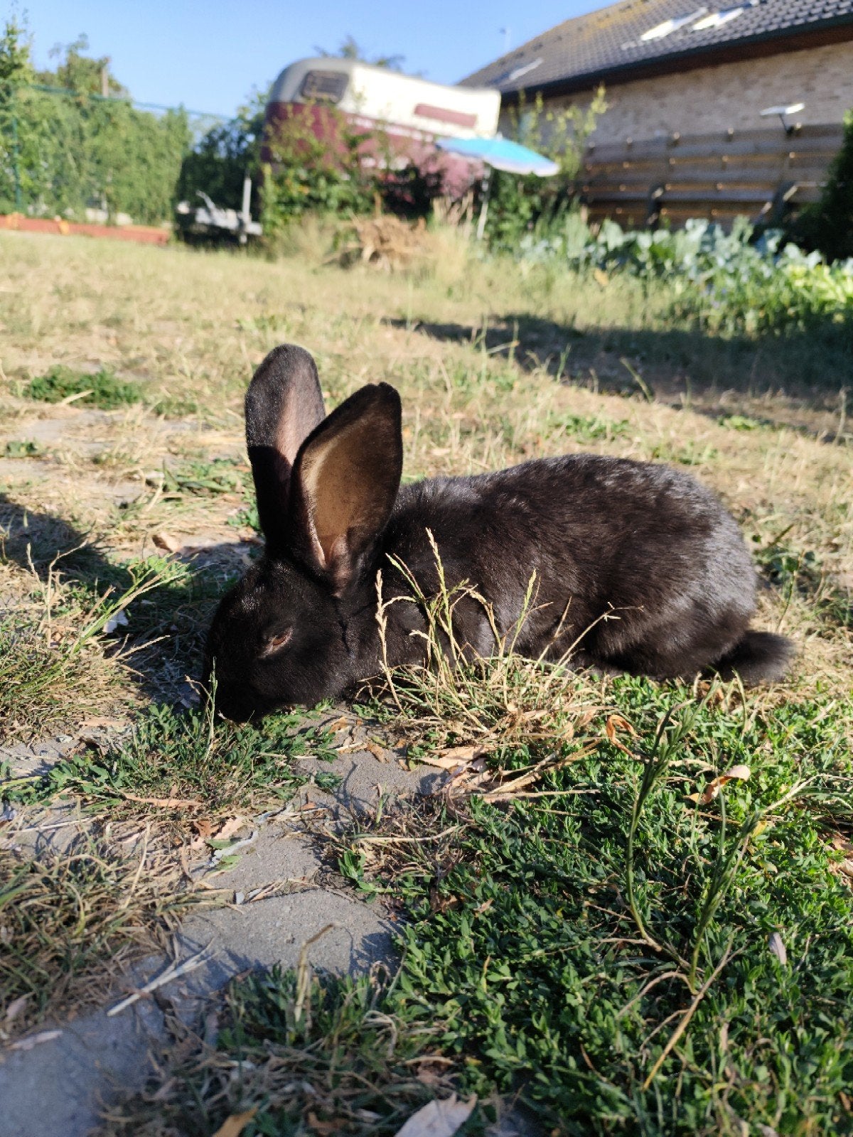 Jeune lapin papillon géant femelle à vendre