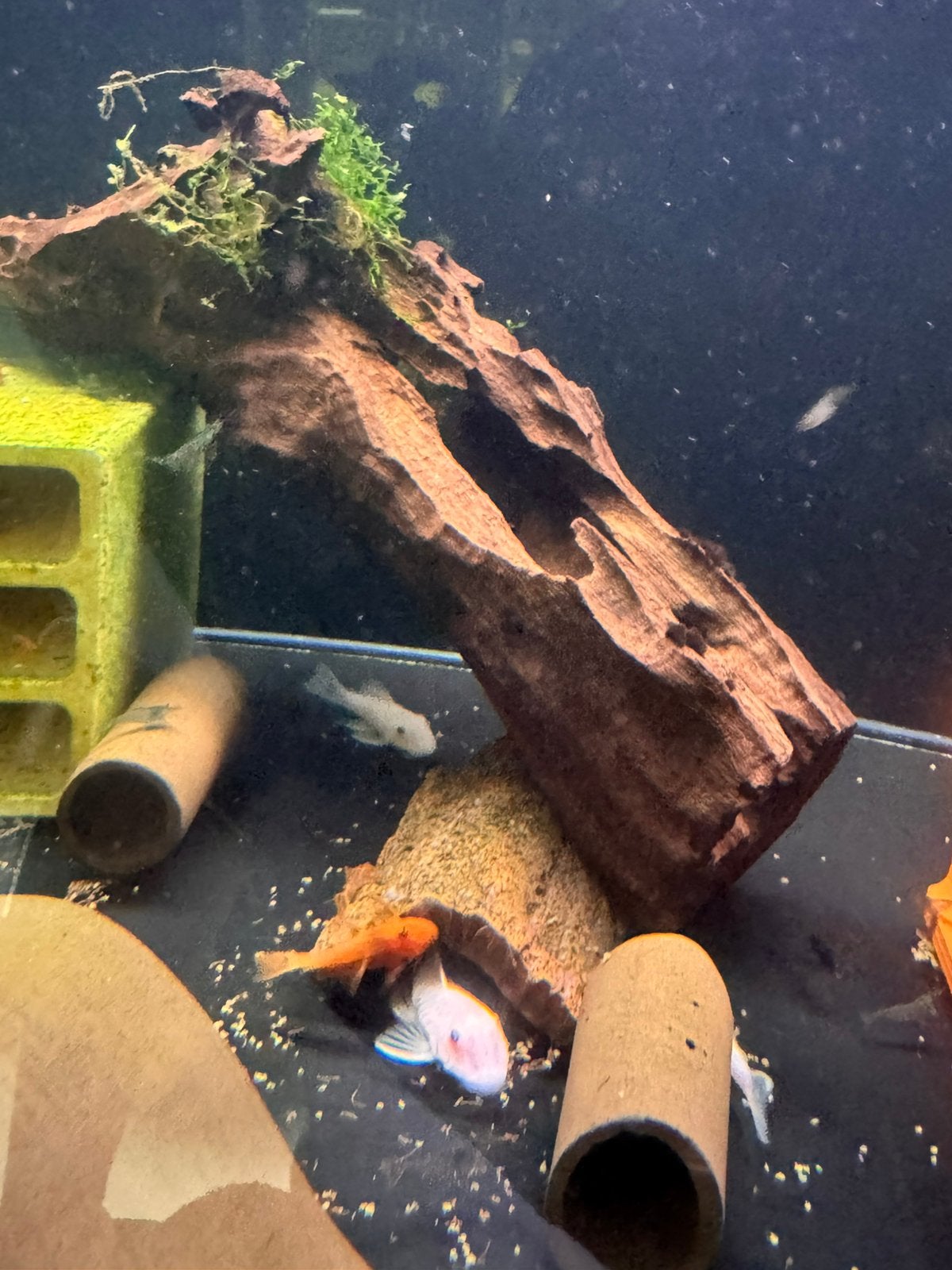 Snow white ancistrus, Dieren en Toebehoren