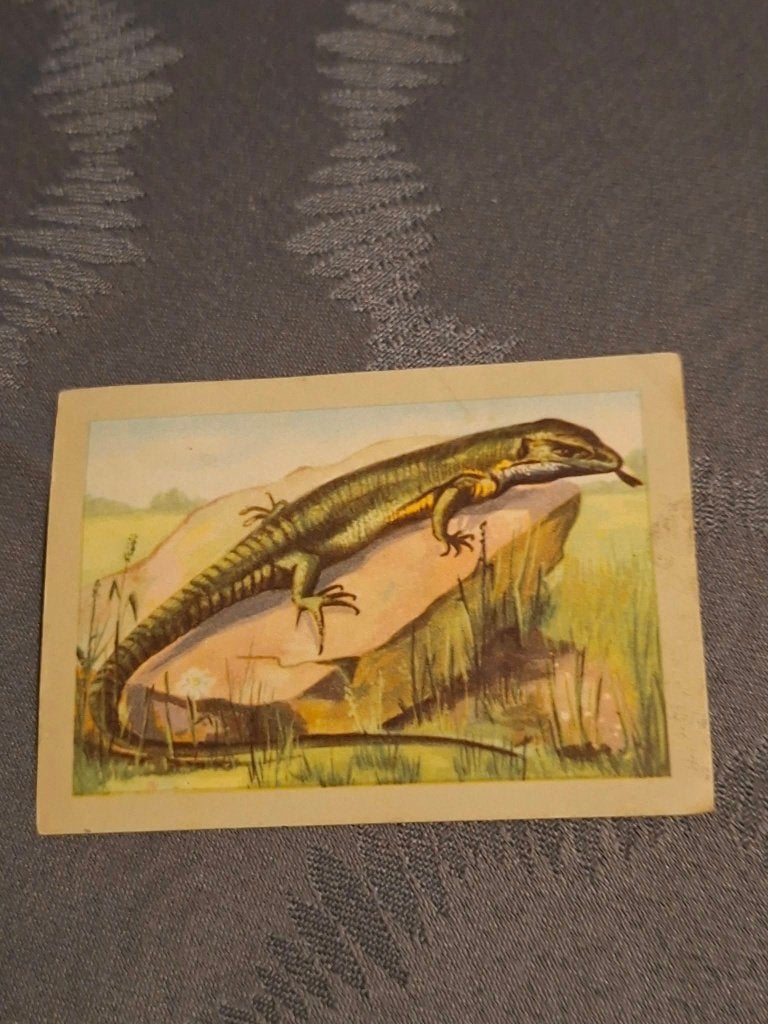 Prentje/Chromo : De gewone hagedis / Chocolade Jacques, Verzamelen, Gebruikt, Ophalen of Verzenden, 1940 tot 1960, Dier
