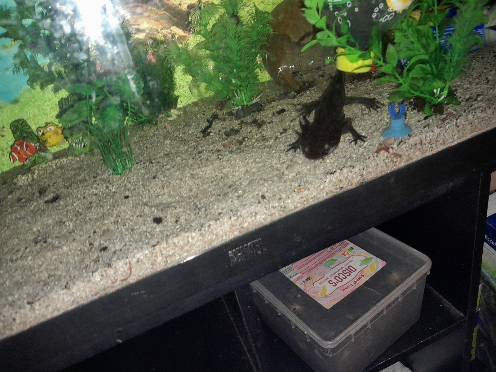 2axelotles gratis, Dieren en Toebehoren, Ophalen