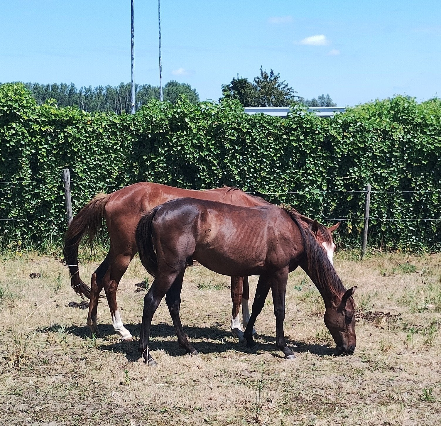Quarter horse AQHA, Animaux & Accessoires, Chevaux