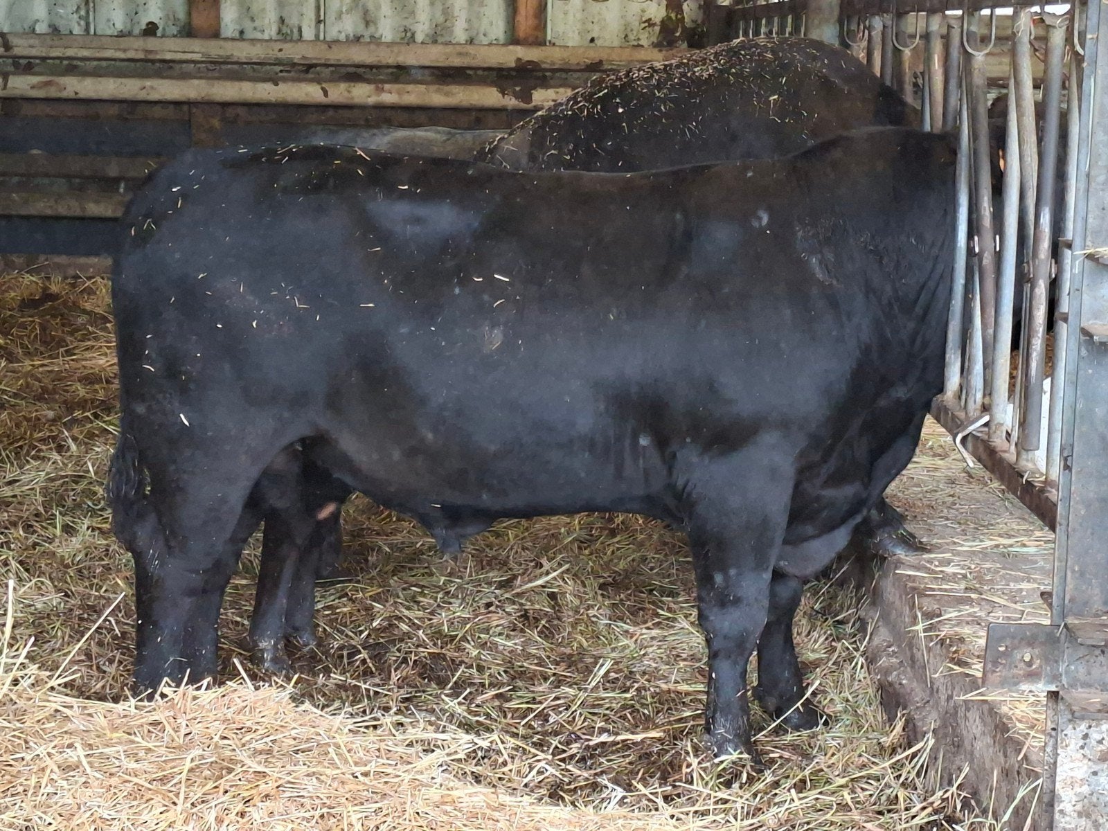 Black angus dekstier met afstamming