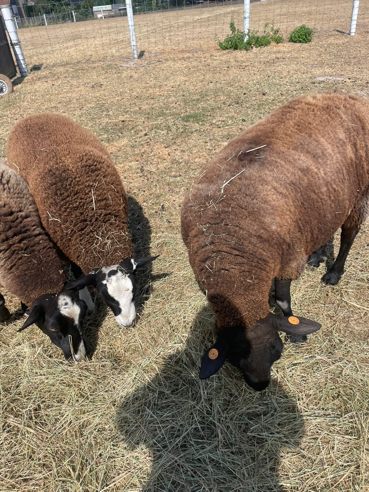 Schapen