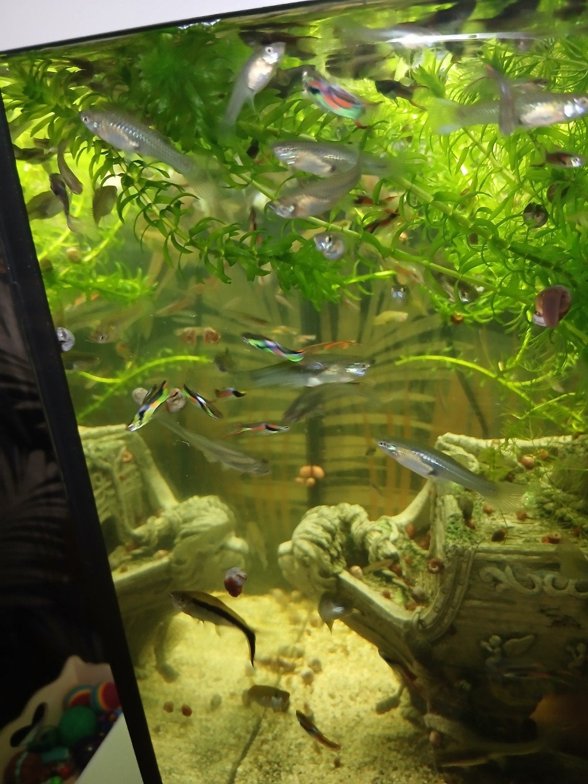 Endler guppies mix