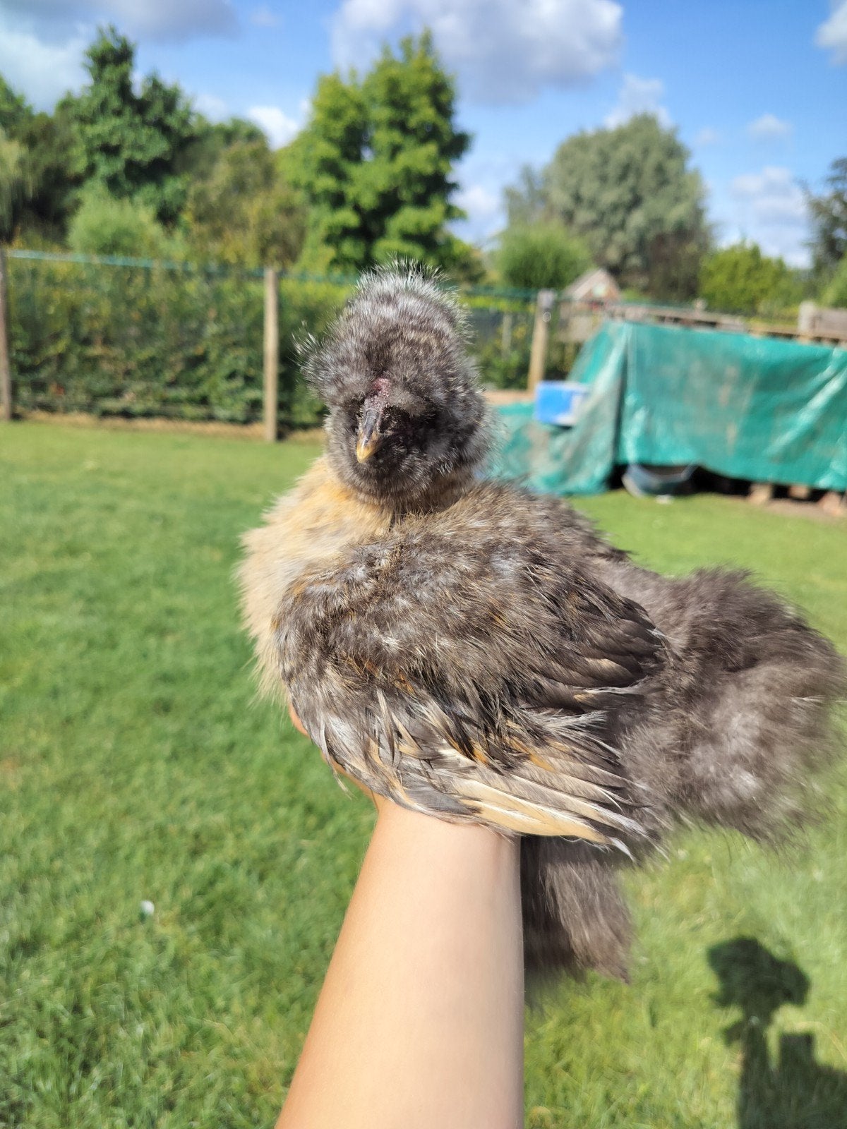 Zijdehoen kuiken, Dieren en Toebehoren