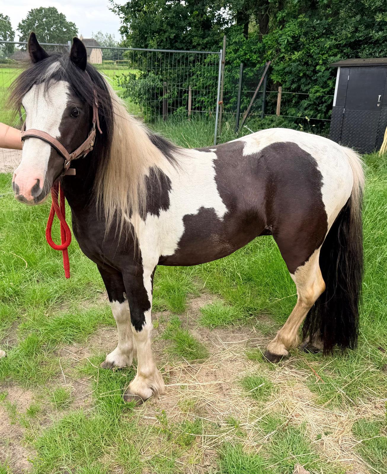 Mini tinker ruin onbeleerd, Dieren en Toebehoren, Pony's, Gechipt, Ruin, 3 tot 6 jaar, B pony (1.17m tot 1.27m)