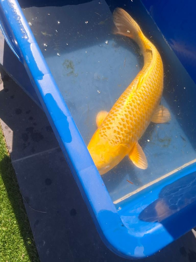 Yamabuki  Maruhiro , Dieren en Toebehoren, Vissen | Vijvervissen, Karper of Koi