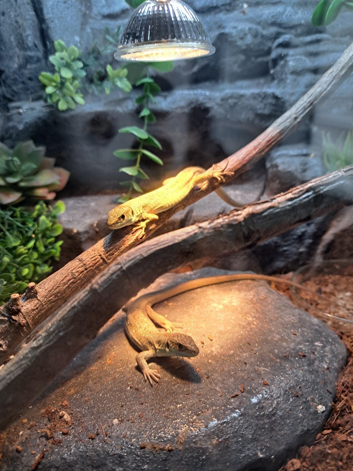 lacerta bilineata, Dieren en Toebehoren, Hagedis, 0 tot 2 jaar