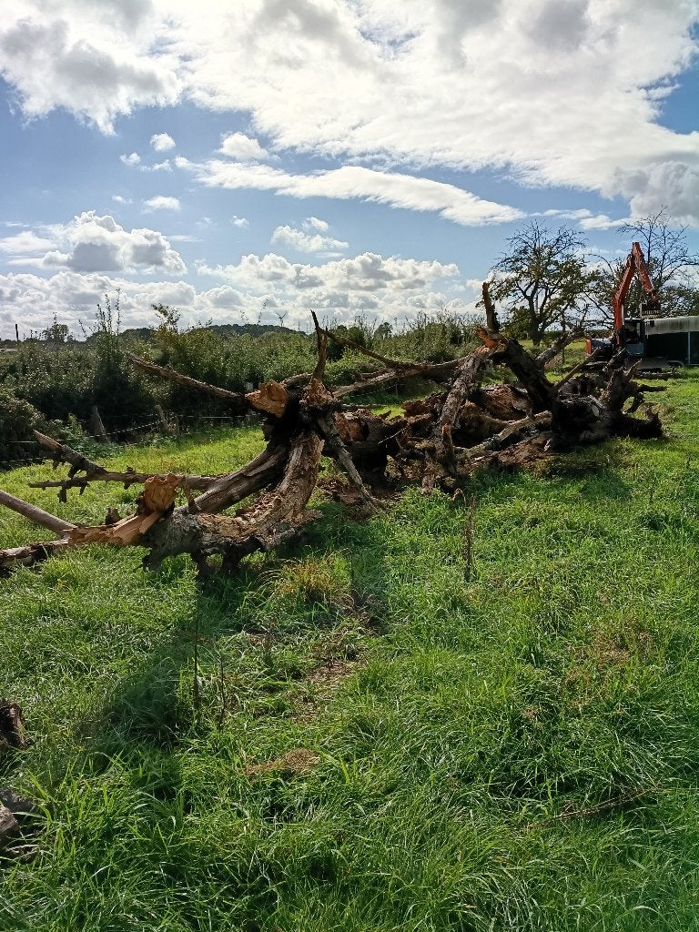 Bois gratuit, 6 m³ ou plus, Enlèvement, Autres essences de bois, Troncs d'arbres