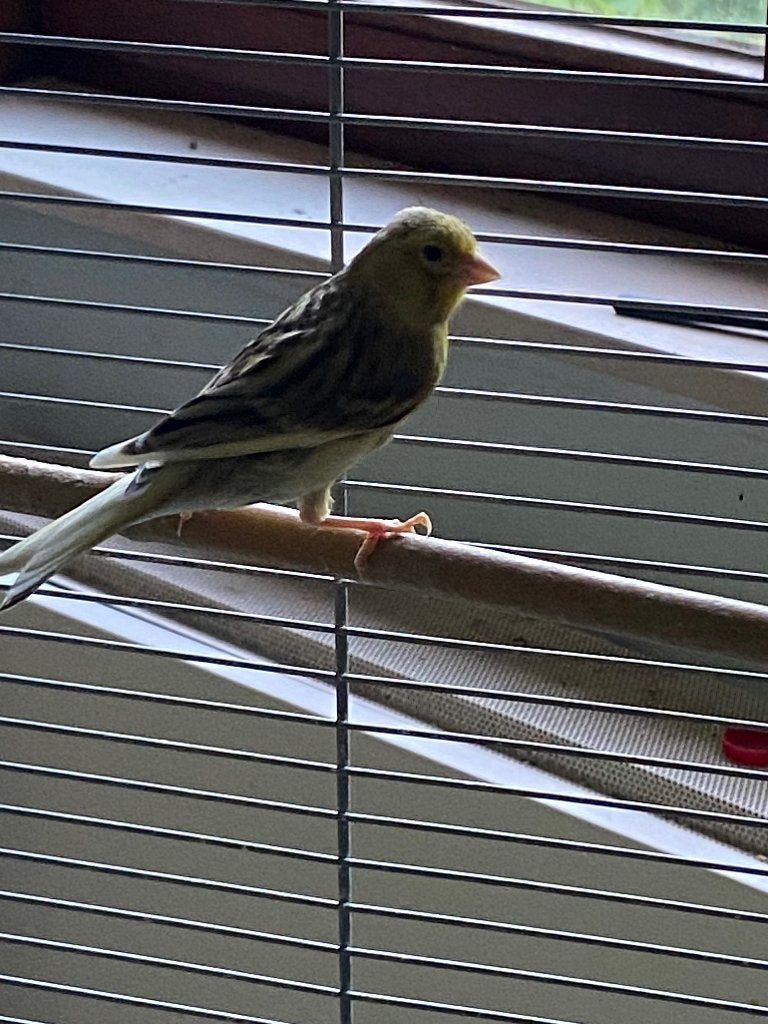 Jonge grijze kanaries (regio Staden), Animaux & Accessoires, Oiseaux | Canaris, Plusieurs animaux, Canari chanteur