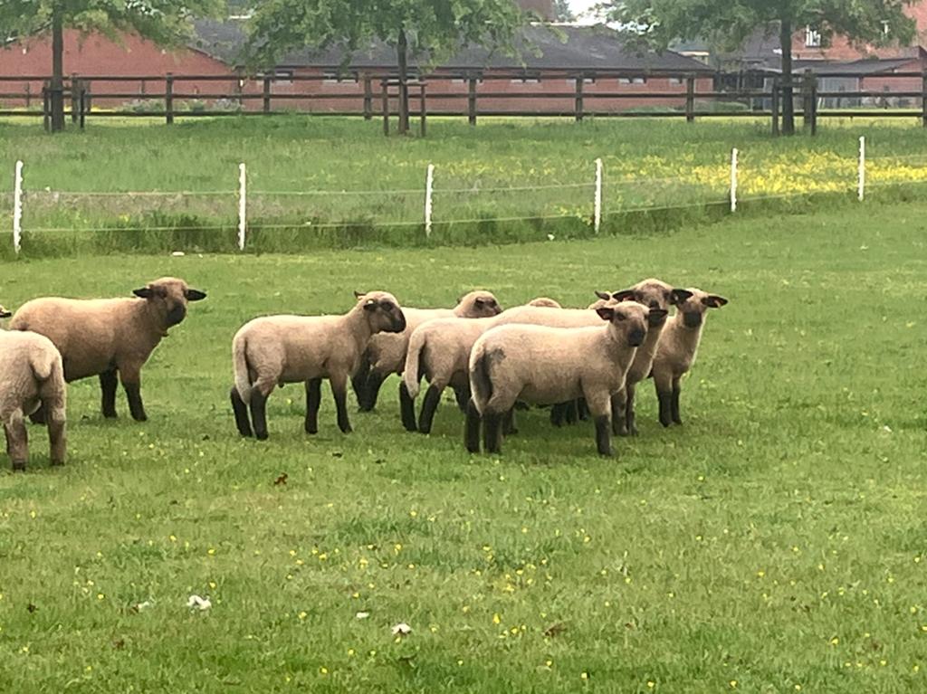 Ram lammeren Hampshire Down, Dieren en Toebehoren, Schapen, Geiten en Varkens, Mannelijk, Schaap, 0 tot 2 jaar