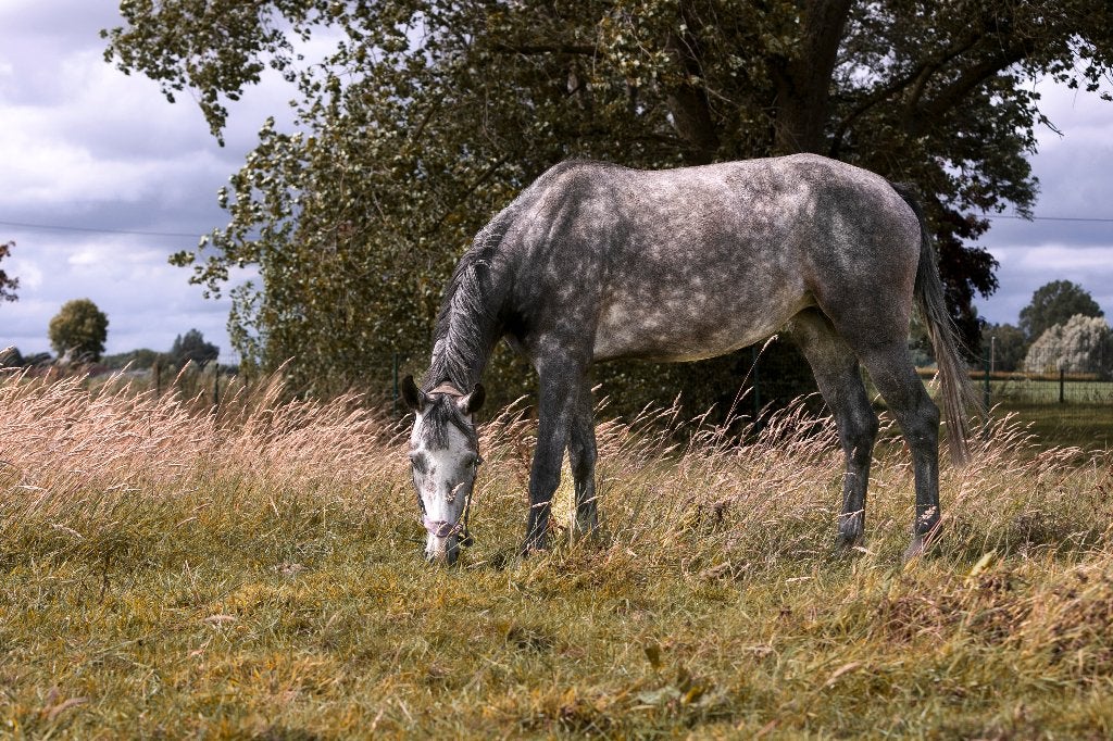 6 jarige fokmerrie uit de lijn van fagance du chalus, Avec pedigree, 165 à 170 cm, Non dressé, Cheval de saut