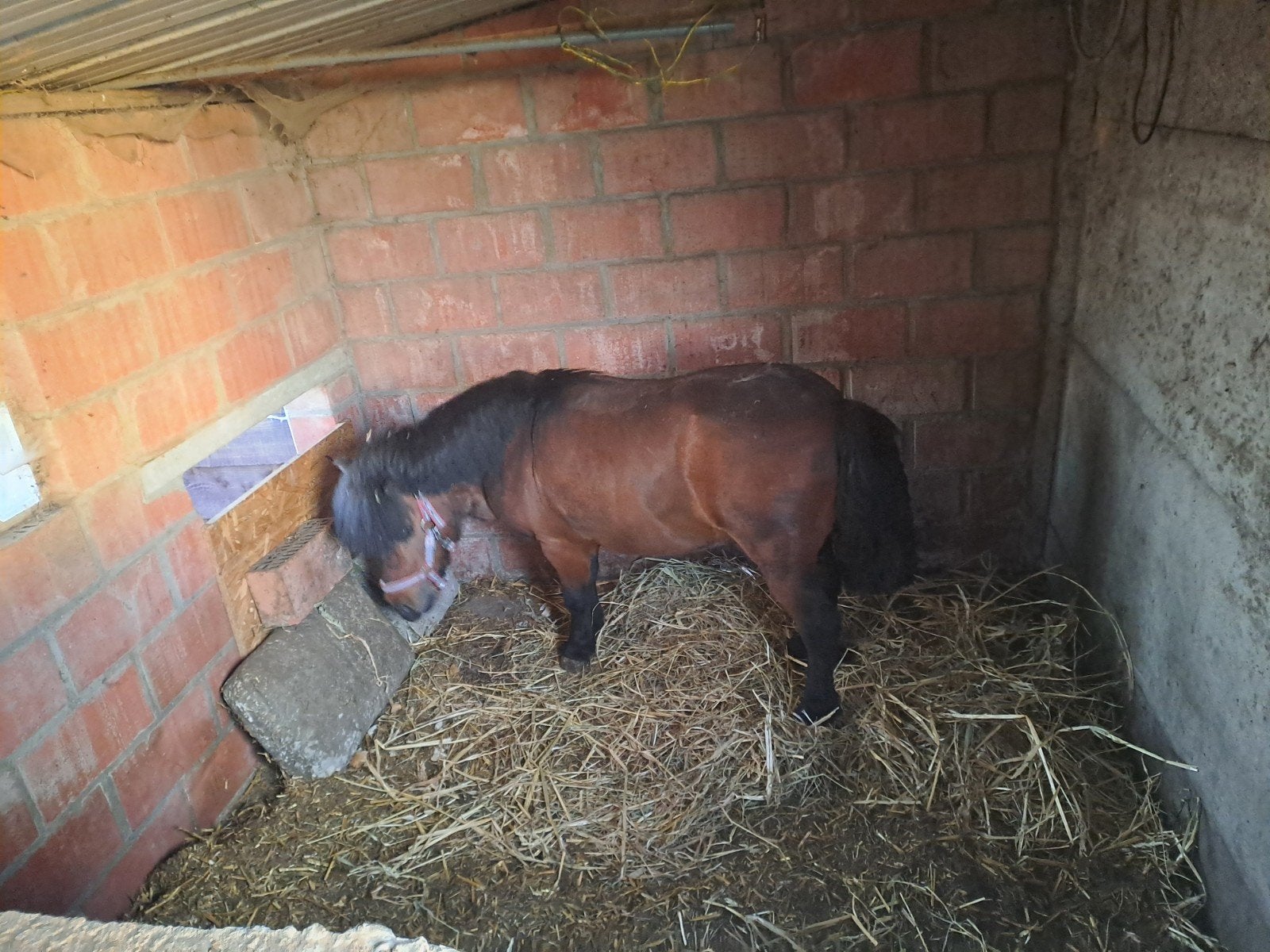 Schetlandpony, Animaux & Accessoires, Chevaux, Hongre, Moins de 160 cm, Avec puce électronique, 11 ans ou plus